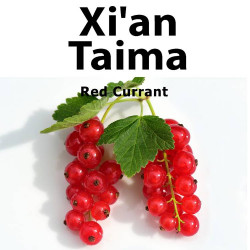 Red Currant Xian Taima Red Currant Xian Taima